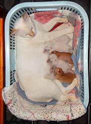 'Schneewittchen and her five Kittens' by Asienreisender